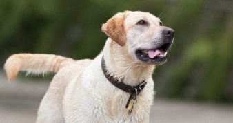 Специально обученные собаки находят карты памяти с контрабандной информацией.