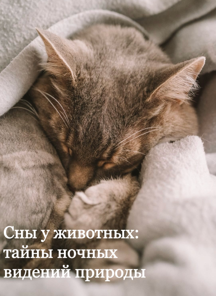 Сны у животных: тайны ночных видений природы.