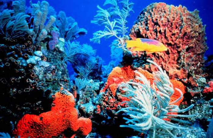Здоровье кораллов влияет на безопасность рыб