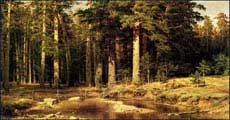 Экологи занялись восстановлением российских лесов