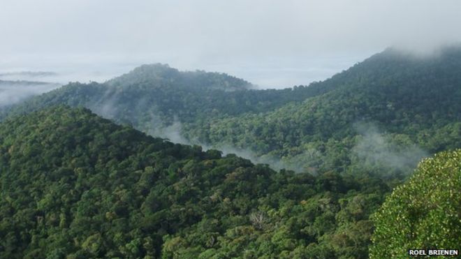 Засуха перекрывает углеродный слив Амазонки