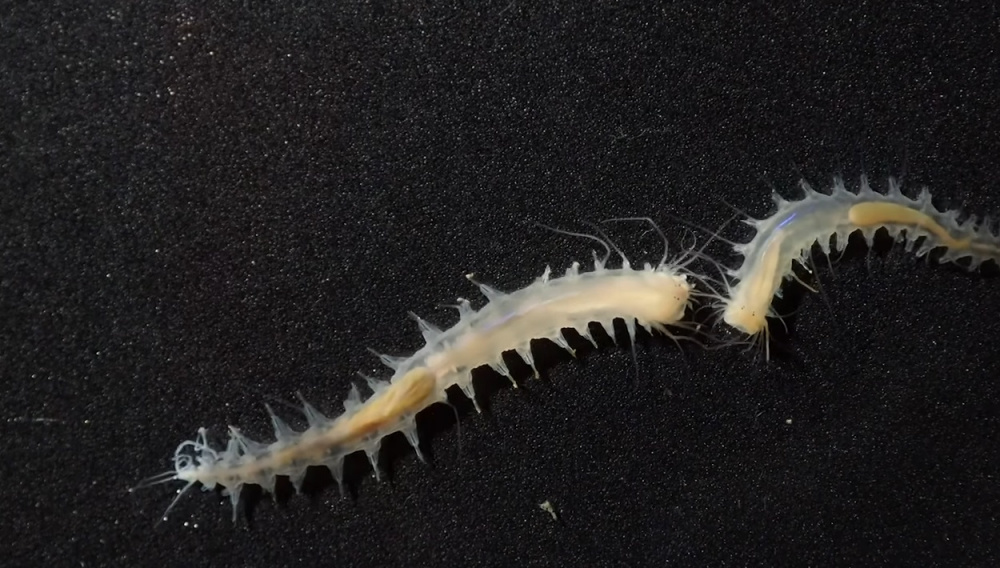 Крошечный червь оказался самым громким существом в океане