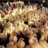 Птичий грипп: мифы и реальность