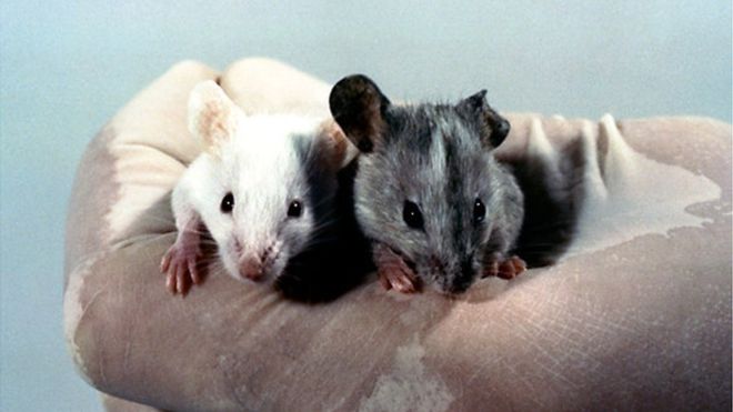 Мутировавшие мыши развили свой нюх