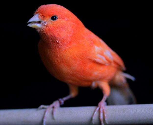Два исследования нашли один ген для красного клюва и перьев