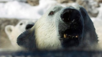 Медведь-гибрид застрелен в Канаде