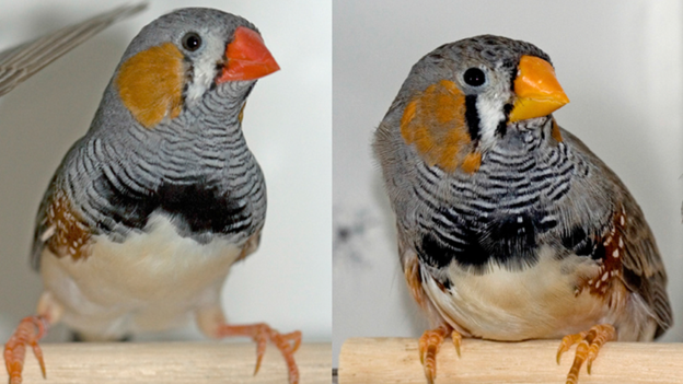 _89742275_finches.png