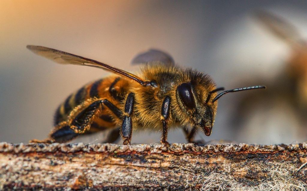 У пчёл и людей много общего, говорят учёные.jpg