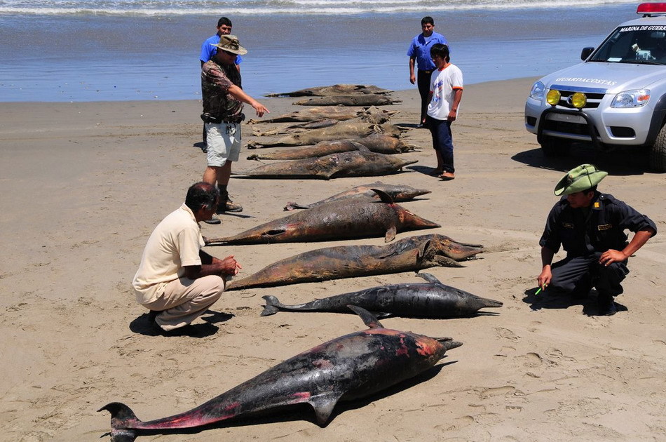 Dead-dolphins-in-Peru-2.jpg