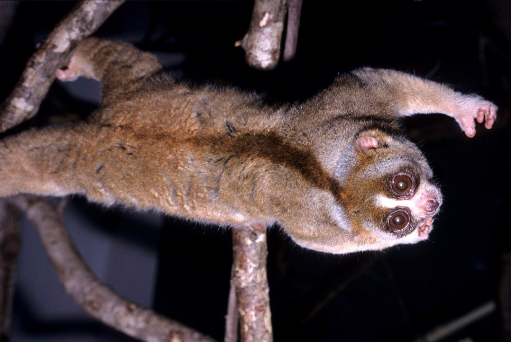 Толстый лори (Фото wikimedia, автор David Haring, Duke Lemur Center).jpg